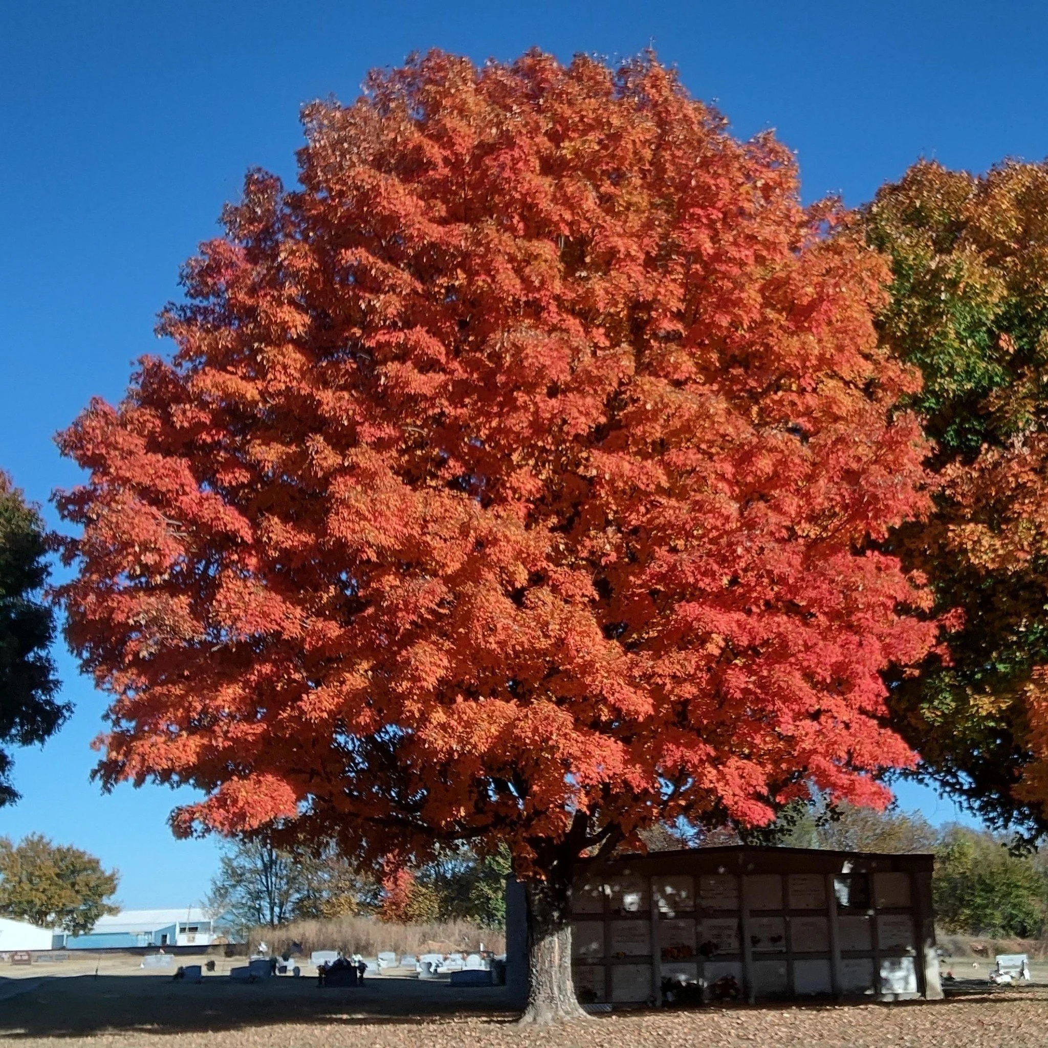 A large tree with vibrant red-orange autumn leaves, standing in an open area with a small shelter or structure at its base, under a clear blue sky.