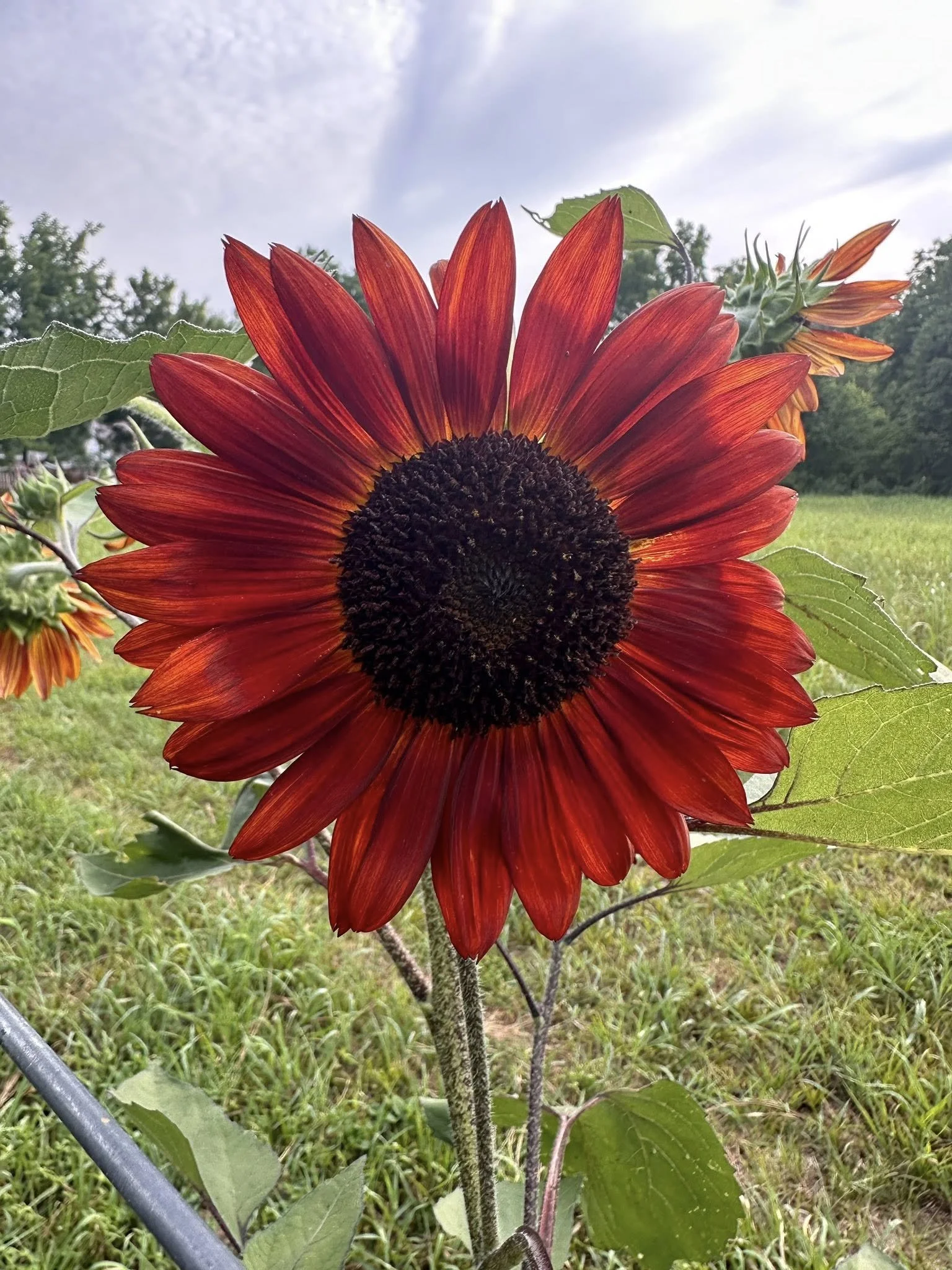 A close-up of a vibrant orange-red sunflower with a dark center, set against a green field and a cloudy sky.