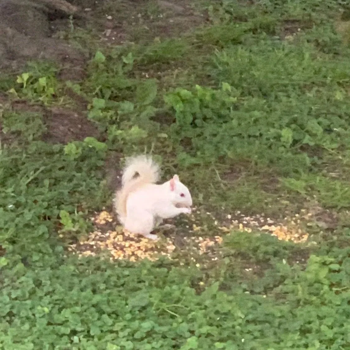 A white squirrel sitting on the ground near scattered bird food, surrounded by green grass and plants.