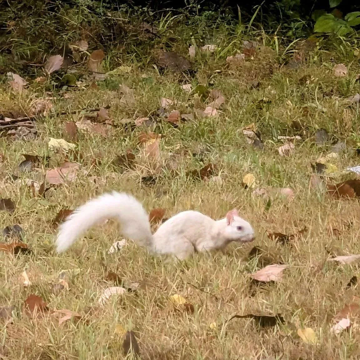A white squirrel with a bushy tail on a patchy grassy ground with fallen leaves, with bushes in the background.