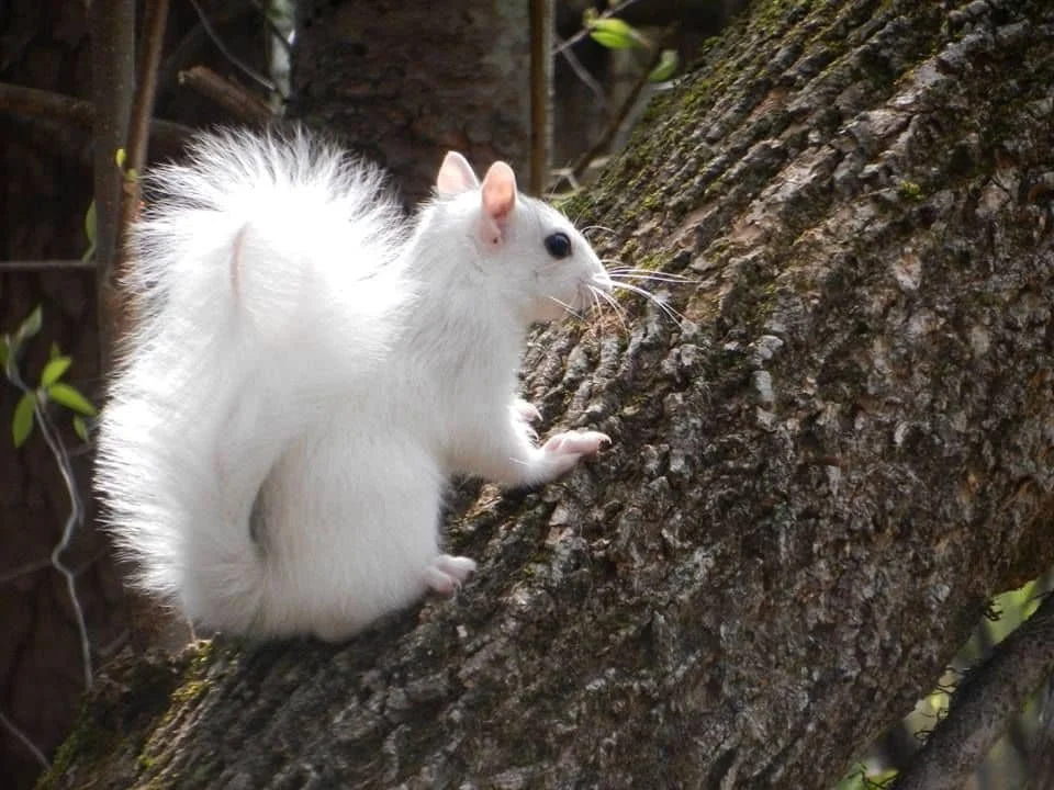 A white squirrel with a bushy tail on a tree trunk.