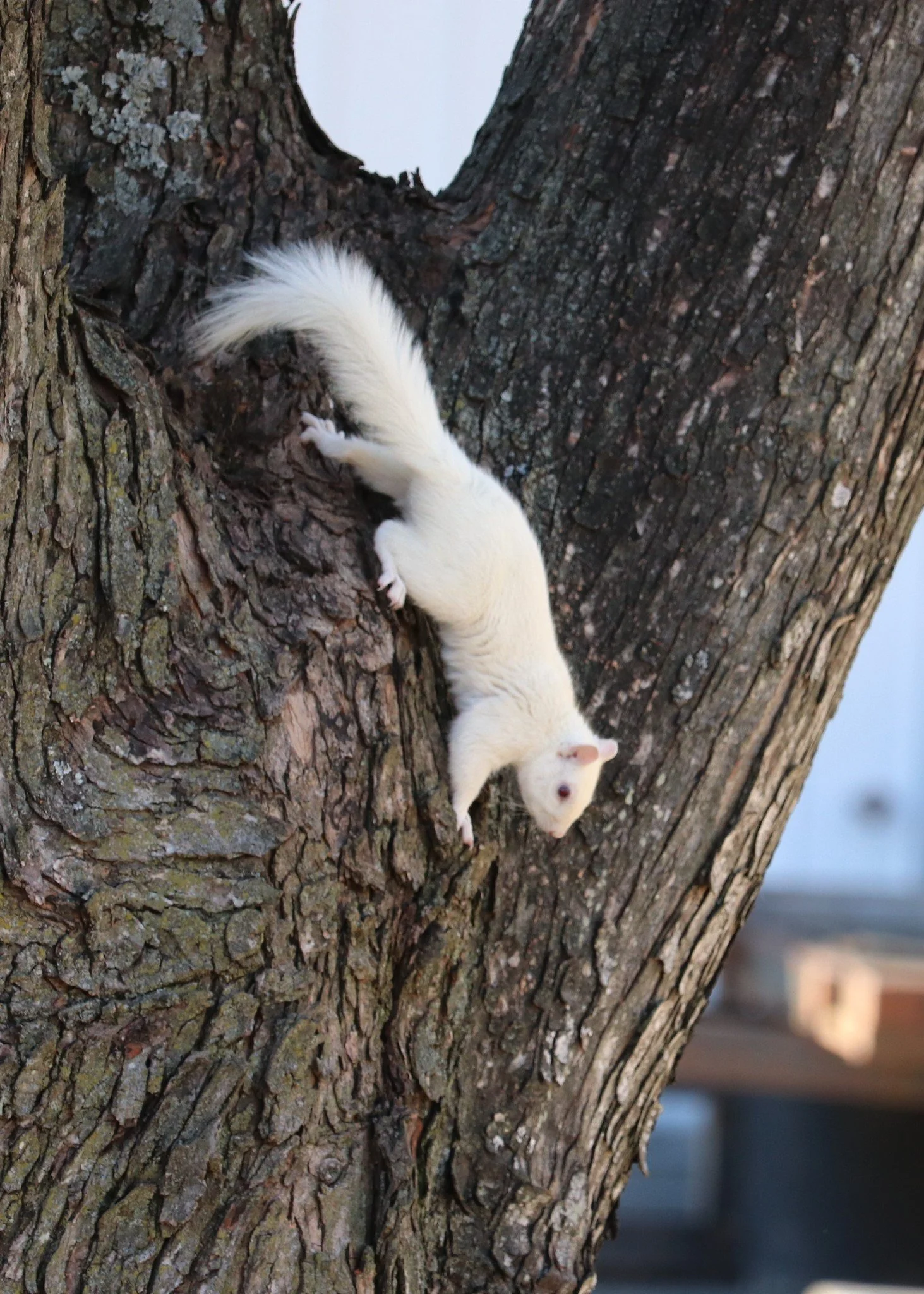 A white ferret with black eyes climbing on the side of a large, textured tree trunk.