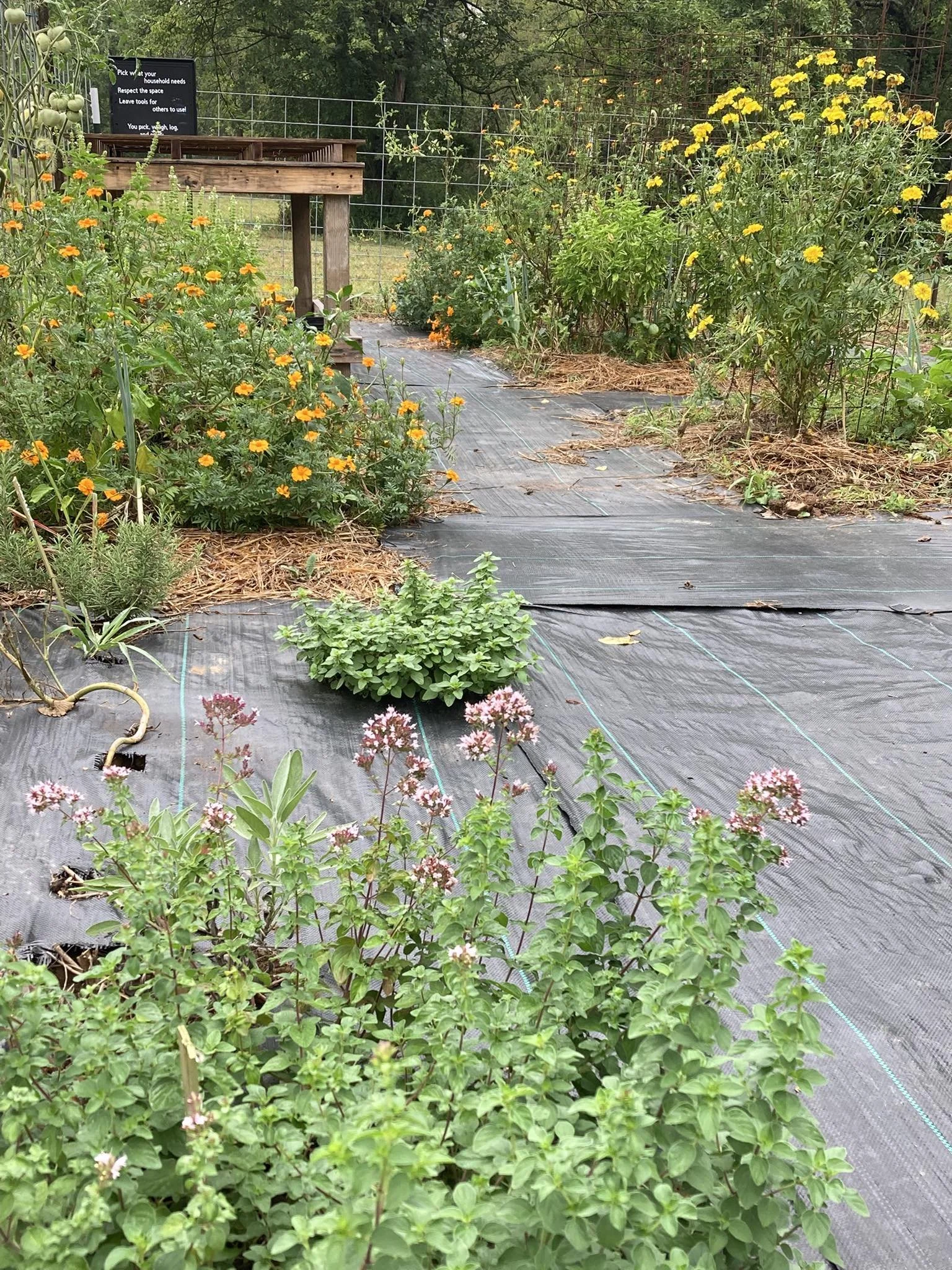Garden path with flowering plants, including yellow, orange, and pink blossoms, covered with black mulch fabric, surrounded by trees and a fence.