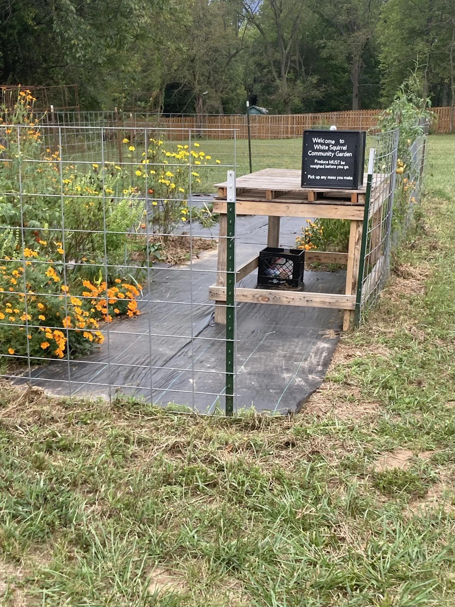 A small community garden enclosed by a wire fence with blooming flowers and a wooden raised bed. A sign reads, 'Welcome to White Squirrel Community Garden. Produce MUST be weighed before you go. Pick up any mess you make.'