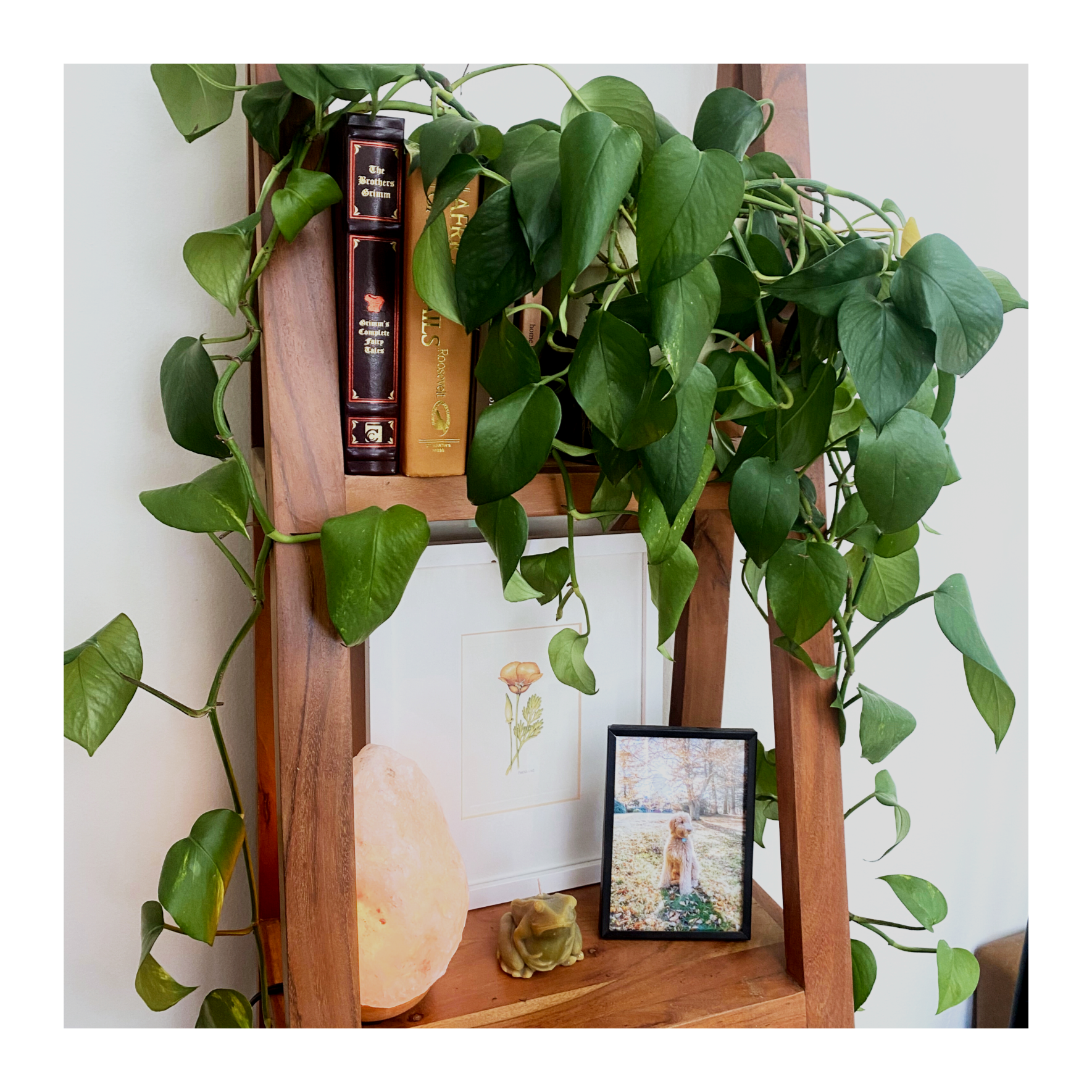 Wooden shelf with a green trailing plant, framed art prints, and decorative objects on a white wall.