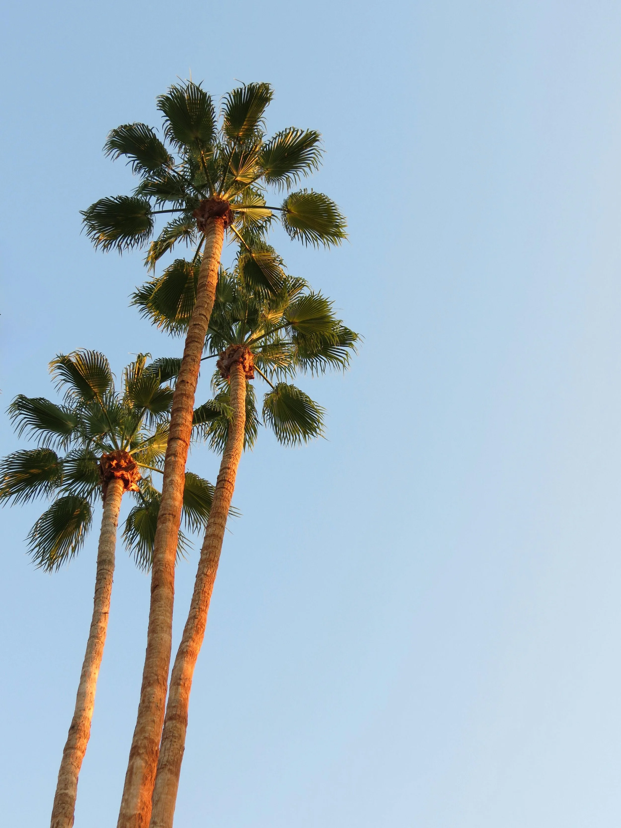 Three tall palm trees with long trunks and large green fan-shaped leaves against a clear blue sky.