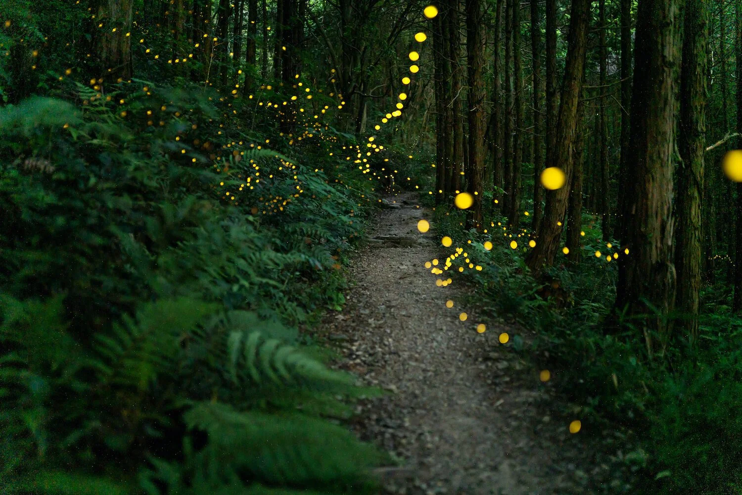Forest path surrounded by glowing fireflies symbolizing healing and personal growth in holistic therapy.