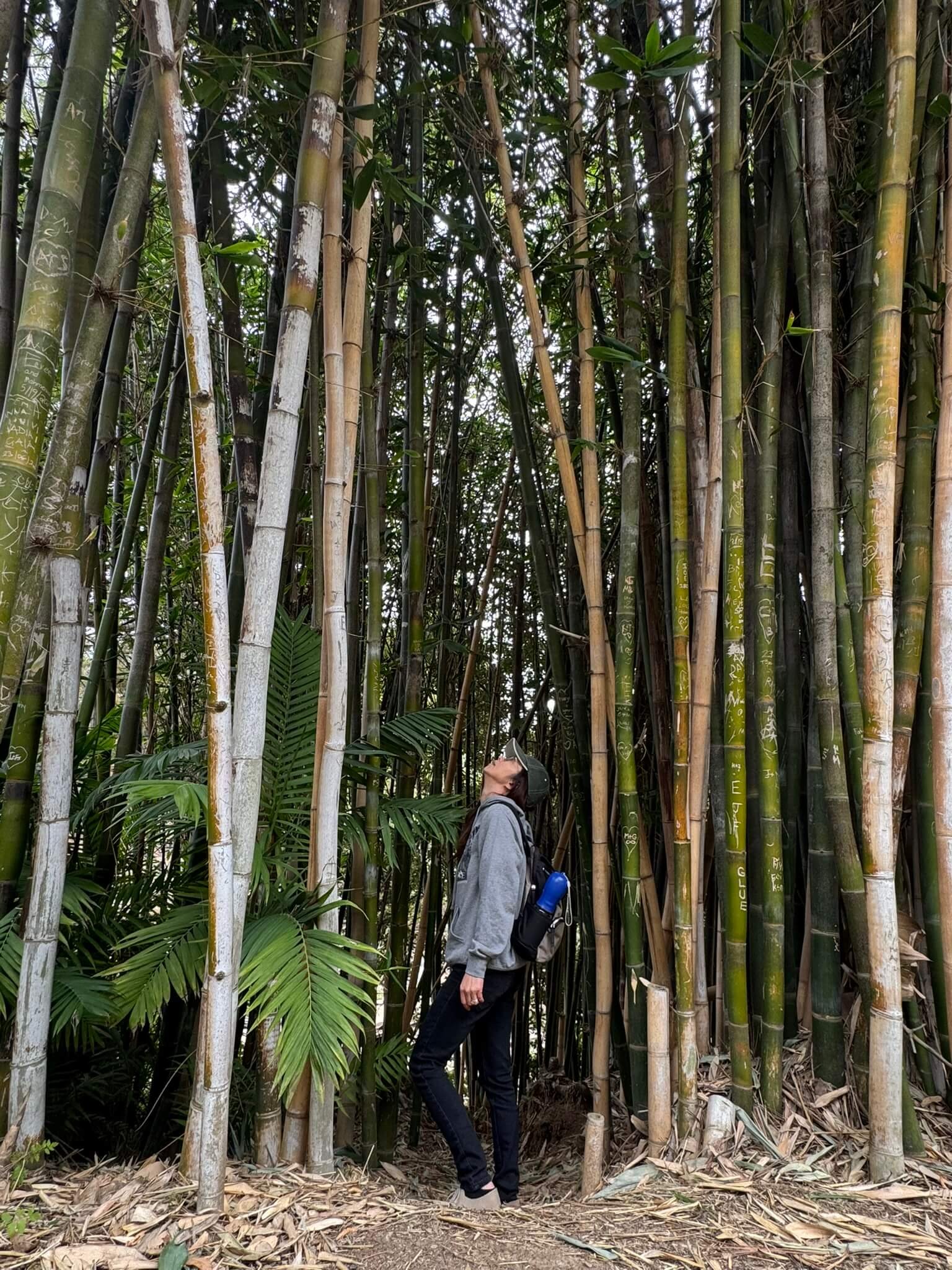 Ingrid Nishimoto standing among tall bamboo trees looking upward.