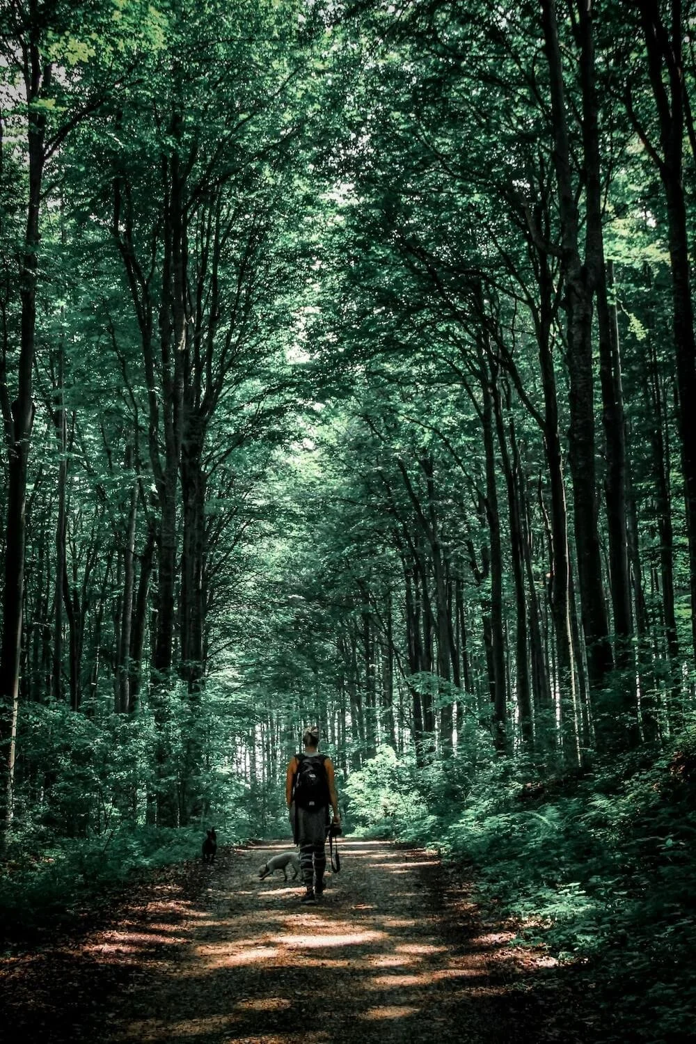 Person walking a dog through a forest path symbolizing healing and reflection during purity culture therapy