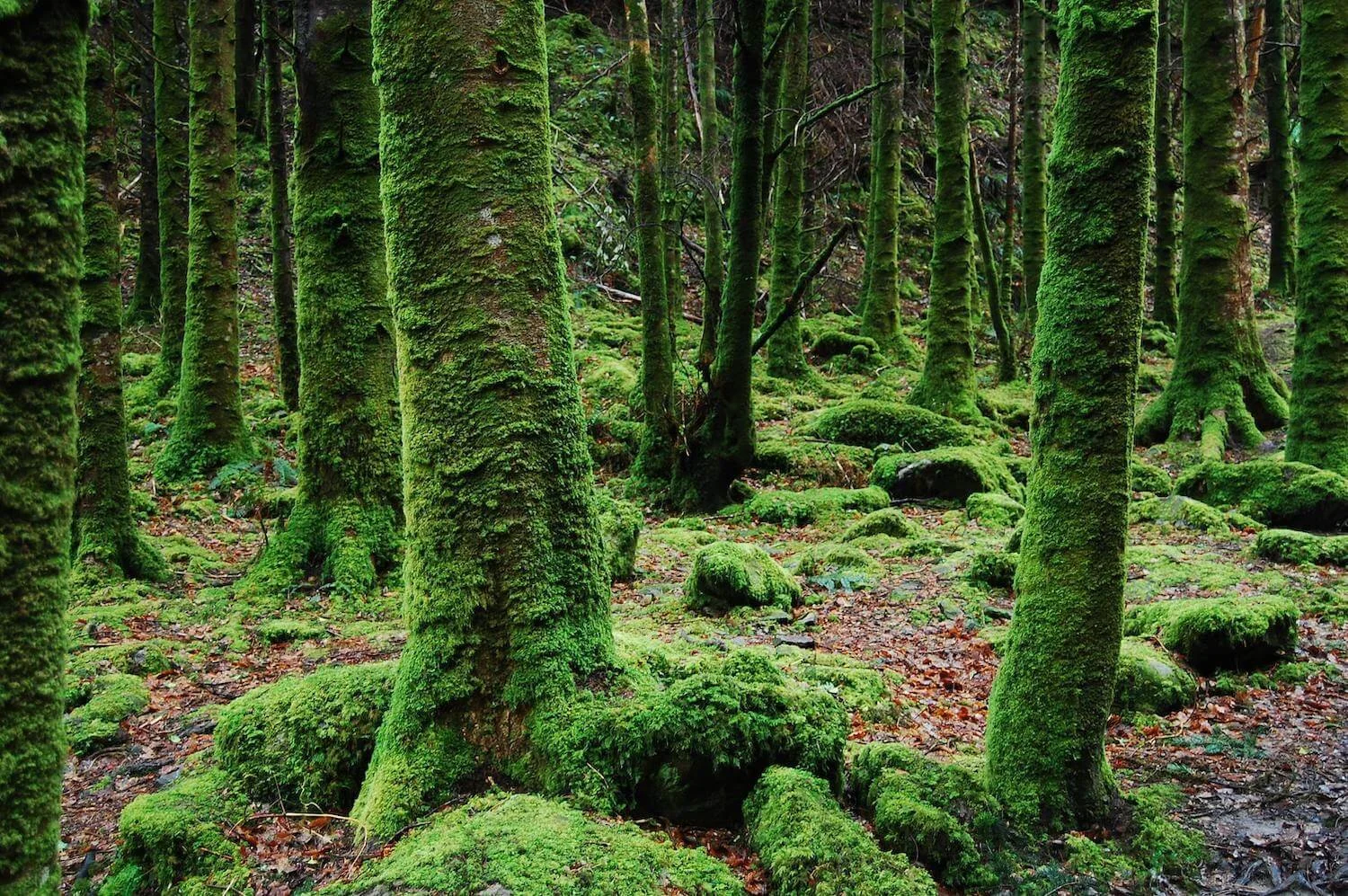Peaceful moss-covered forest symbolizing grounding and nature-based healing.