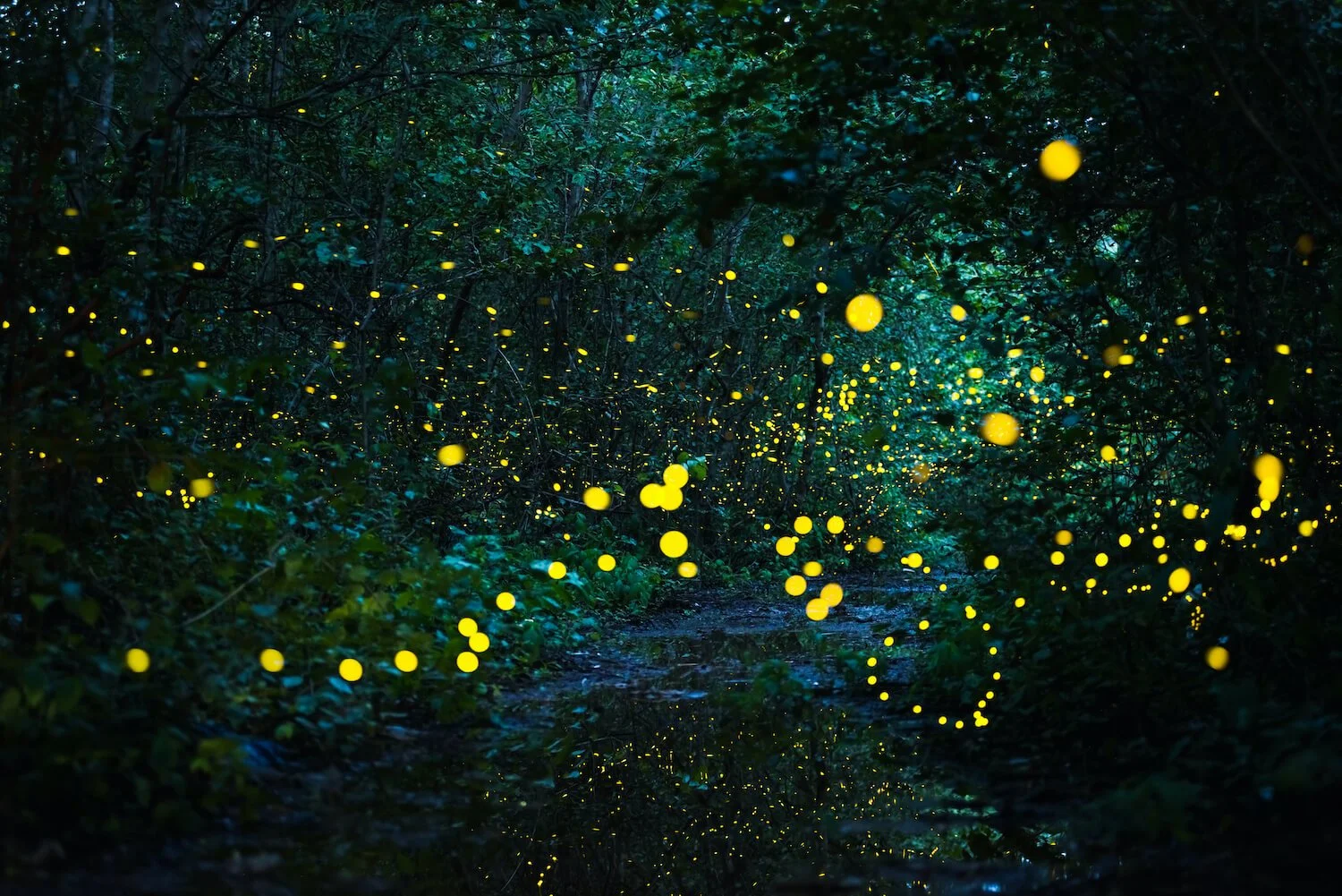 Fireflies lighting a forest path symbolizing hope and transformation after religious trauma