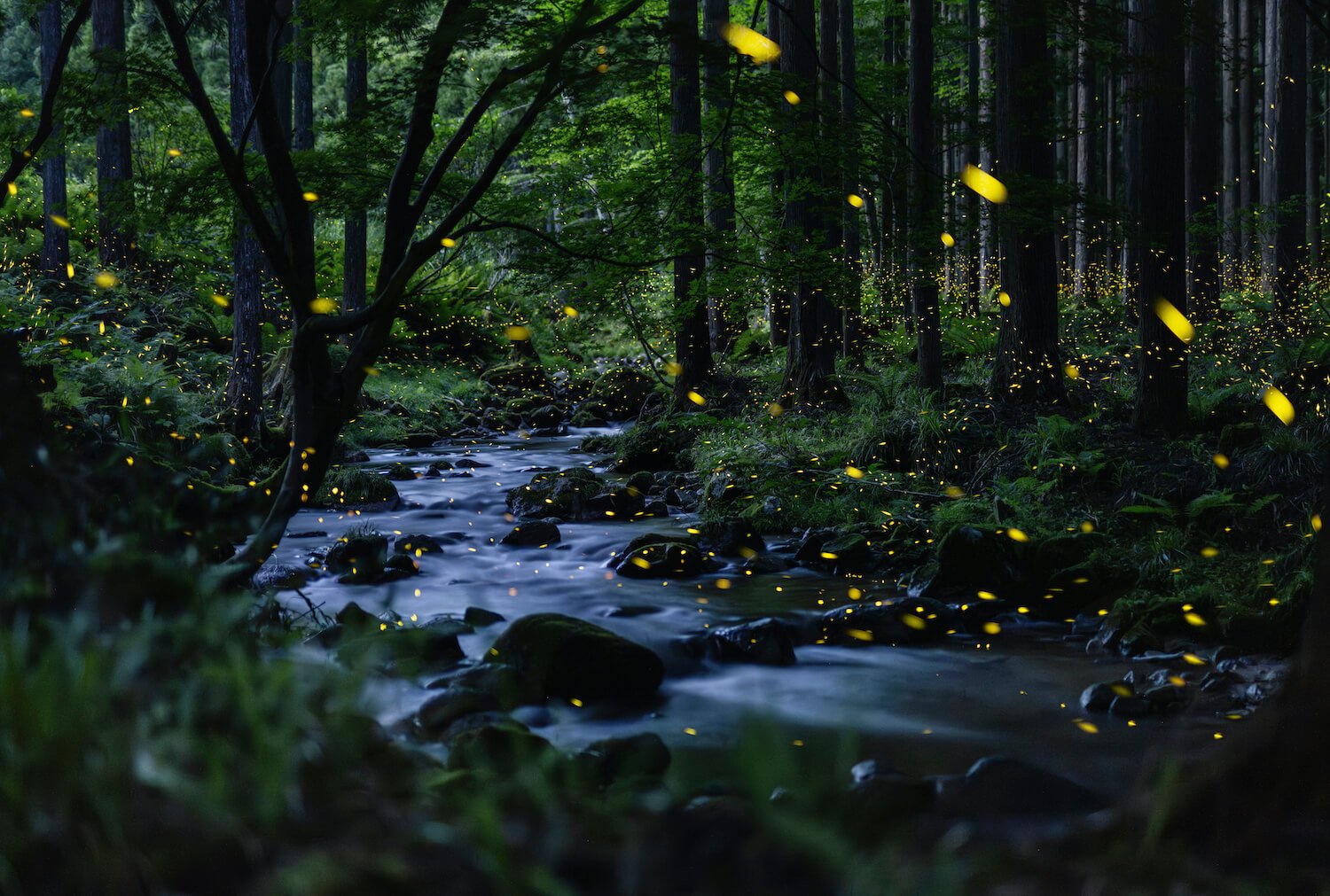 Forest river at night with glowing fireflies symbolizing calm, reflection, and emotional healing.