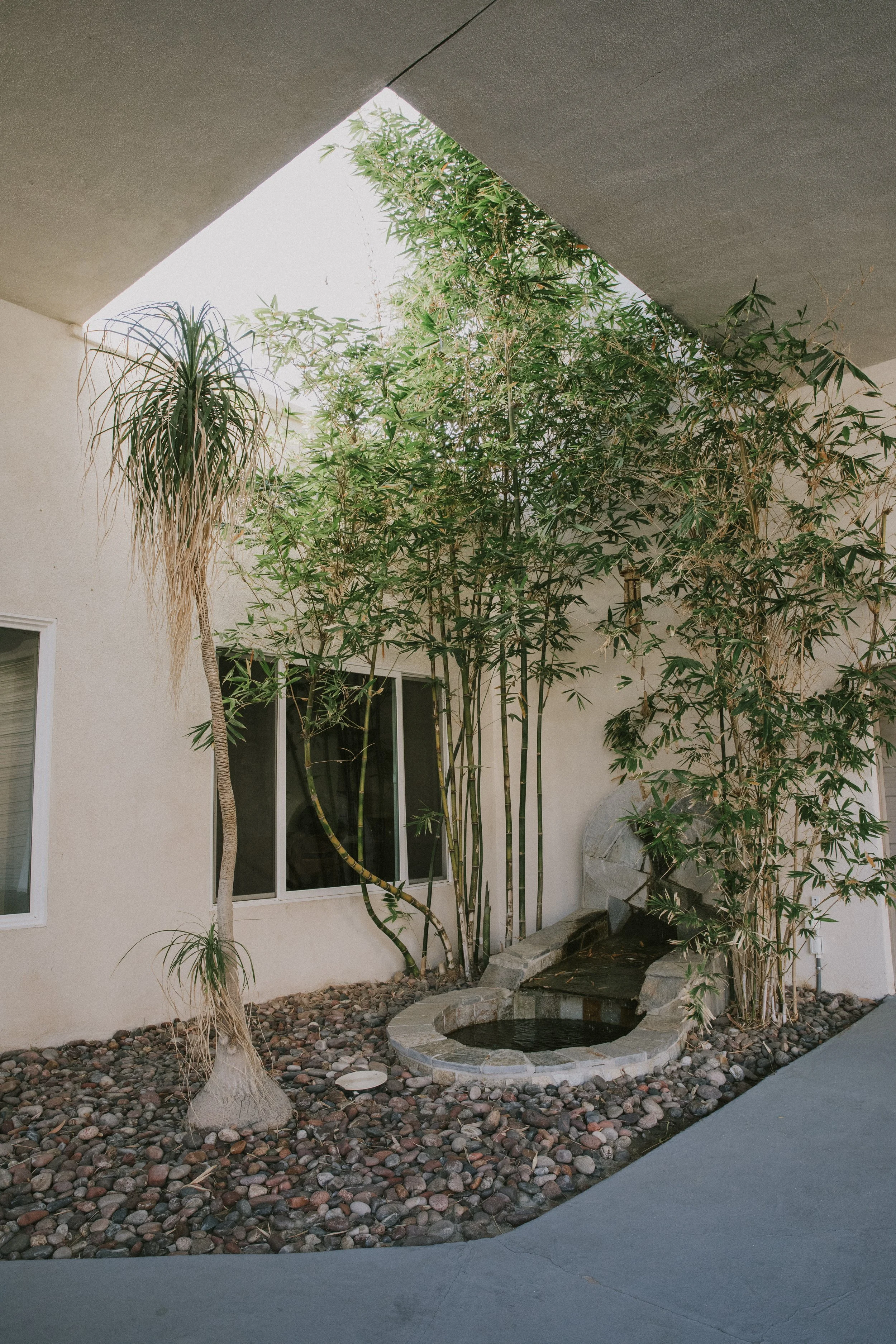 Exterior view of a courtyard area with a small pond, rocks, and tall plants including a palm tree and bamboo, adjacent to a building with windows and a stone wall.