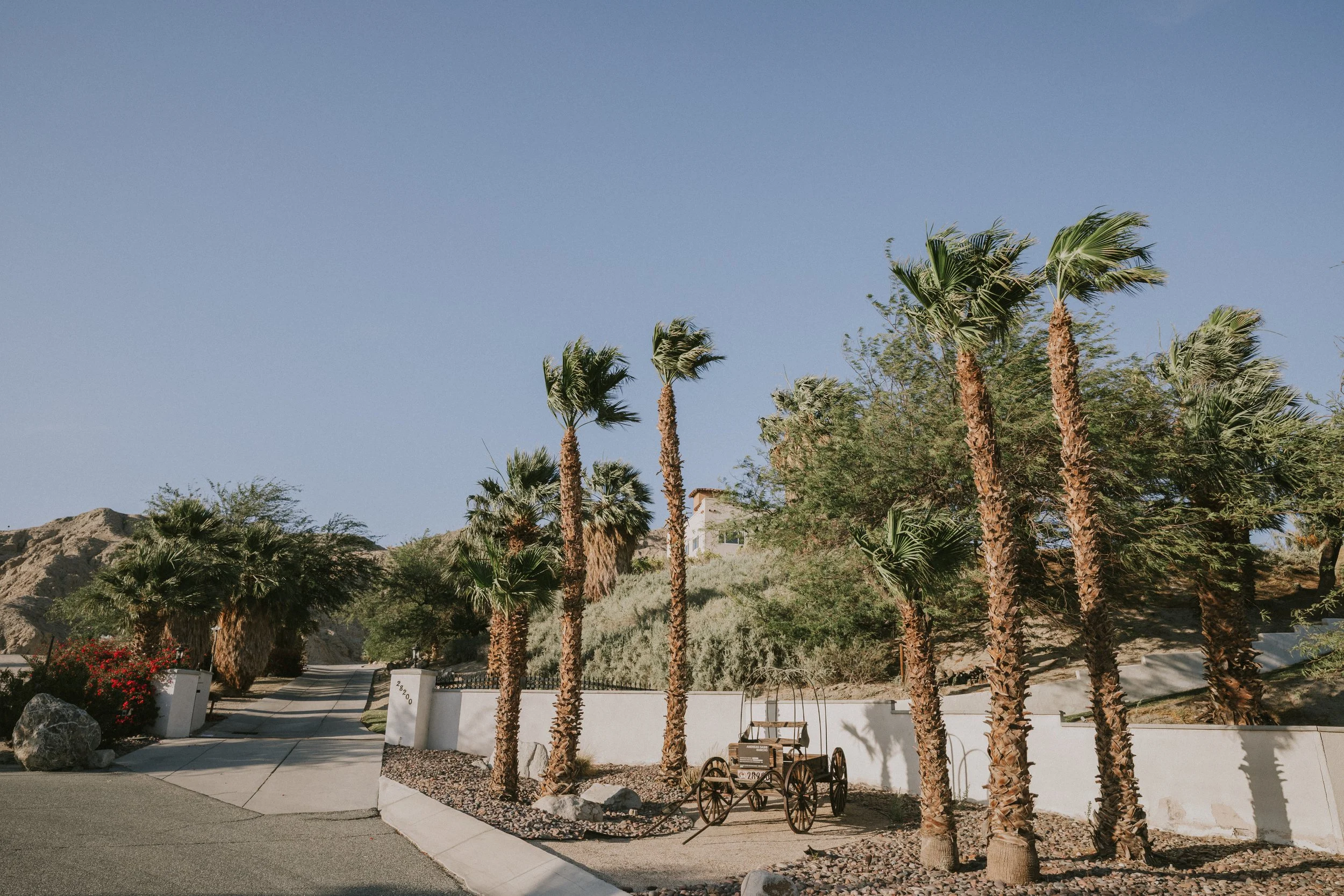 A landscape with several palm trees and desert plants under a clear blue sky, with a paved pathway, white wall, and an old iron cart in the foreground.
