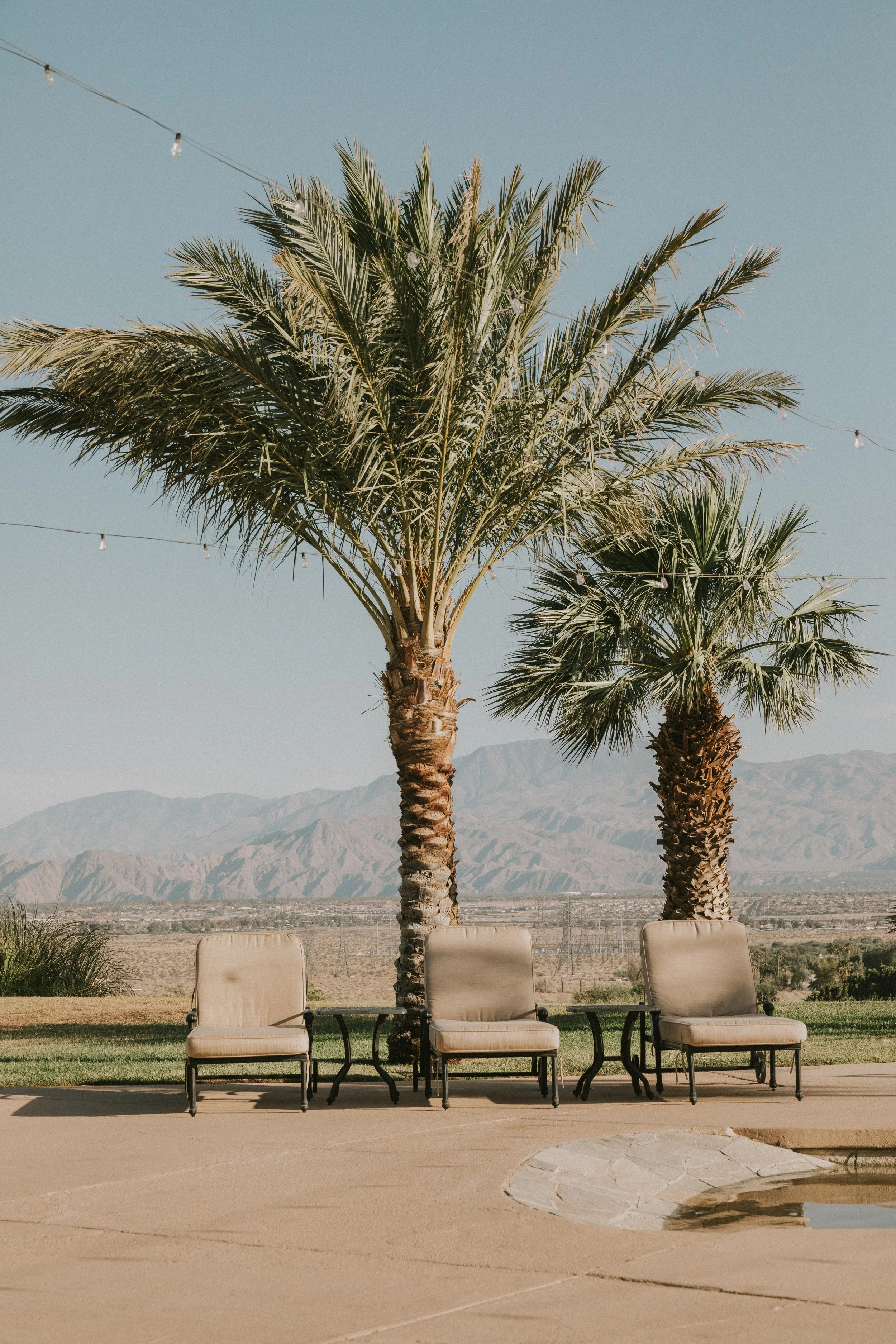 Three beige outdoor lounge chairs arranged in front of two palm trees, with string lights overhead and mountains in the distance under a clear blue sky.