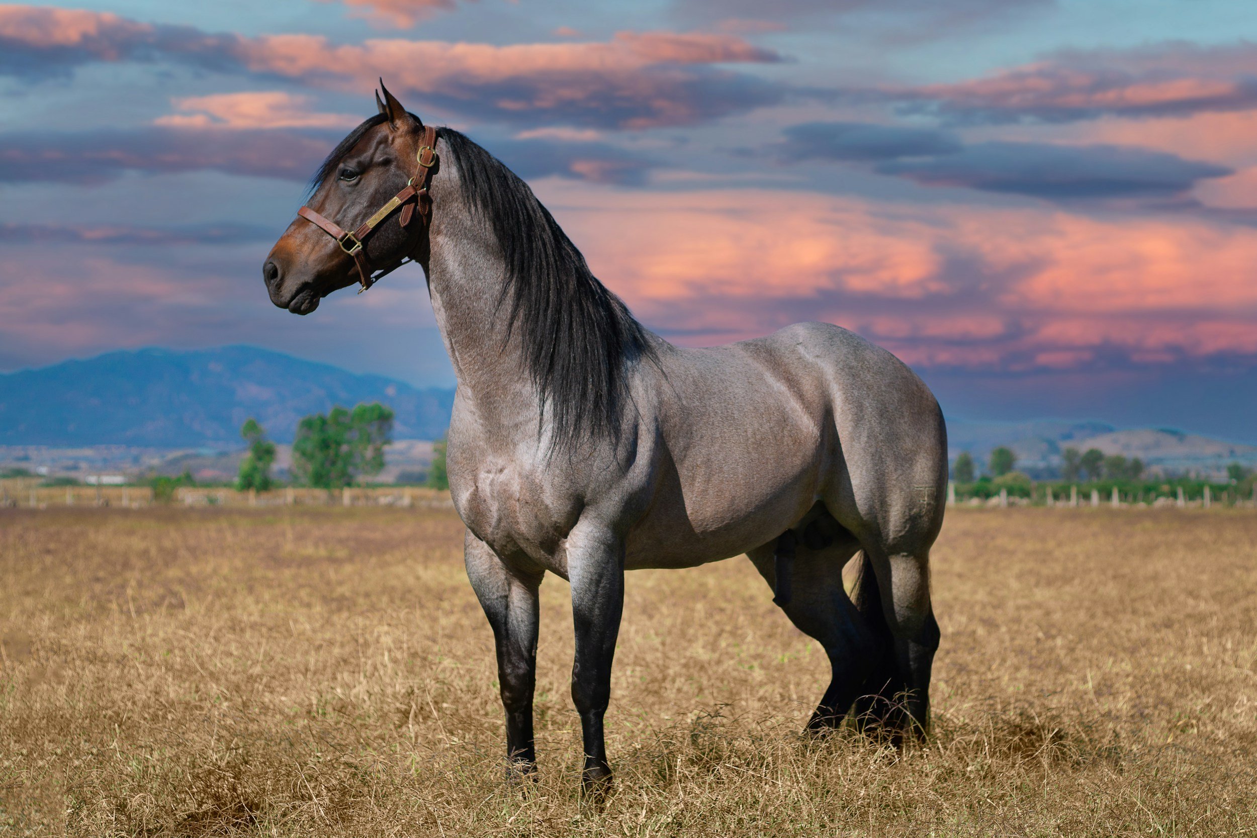 Beautiful roan horse standing in a field wearing a leather bridle, the soft purple and blue sunset frames the silhouette of the mountains