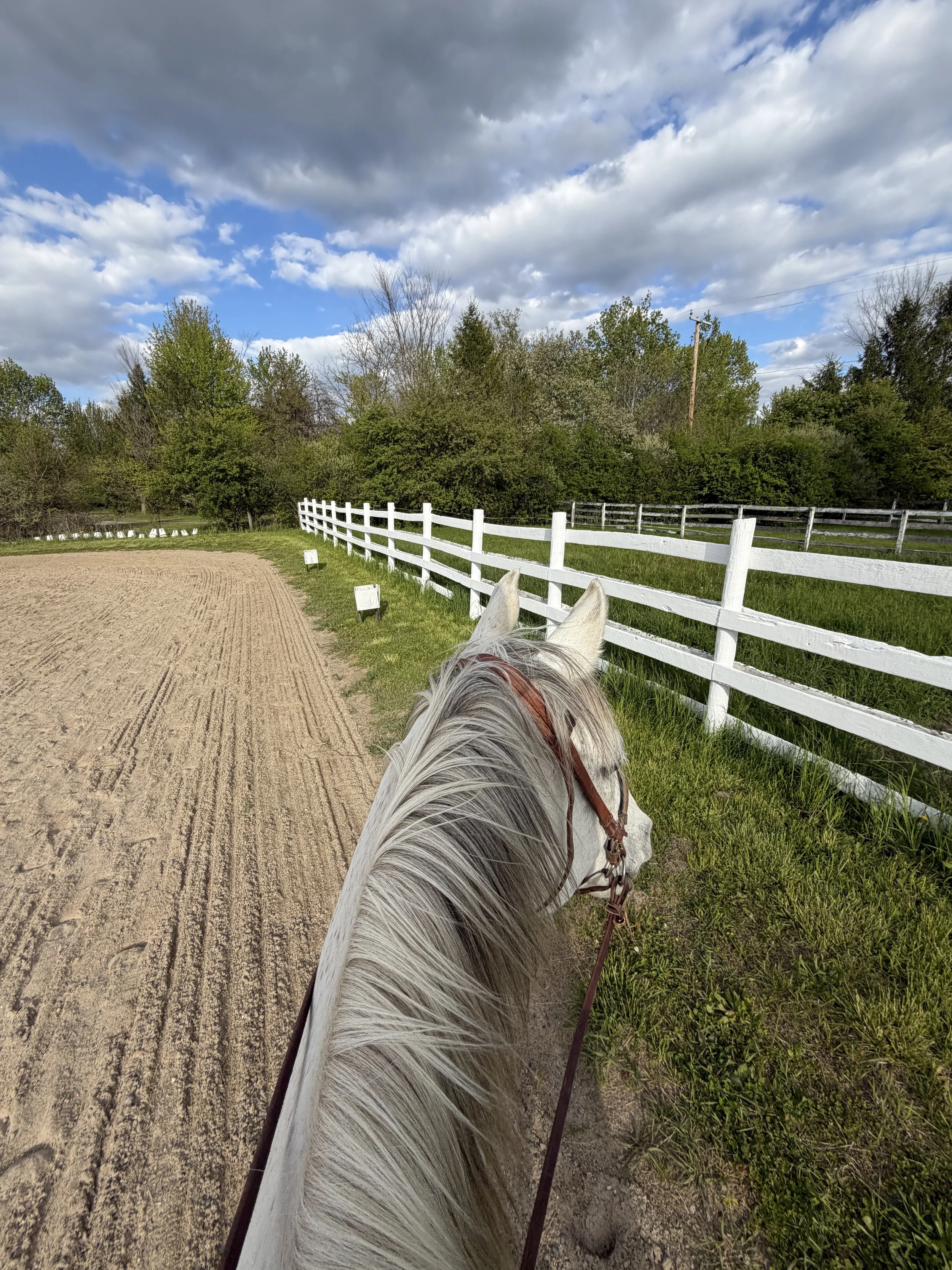 Phoenix The Grey, Co-Founder of Equine Edge Creative