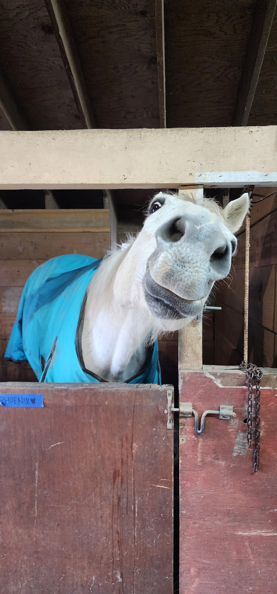 Phoenix The Grey, Co-Founder of Equine Edge Creative