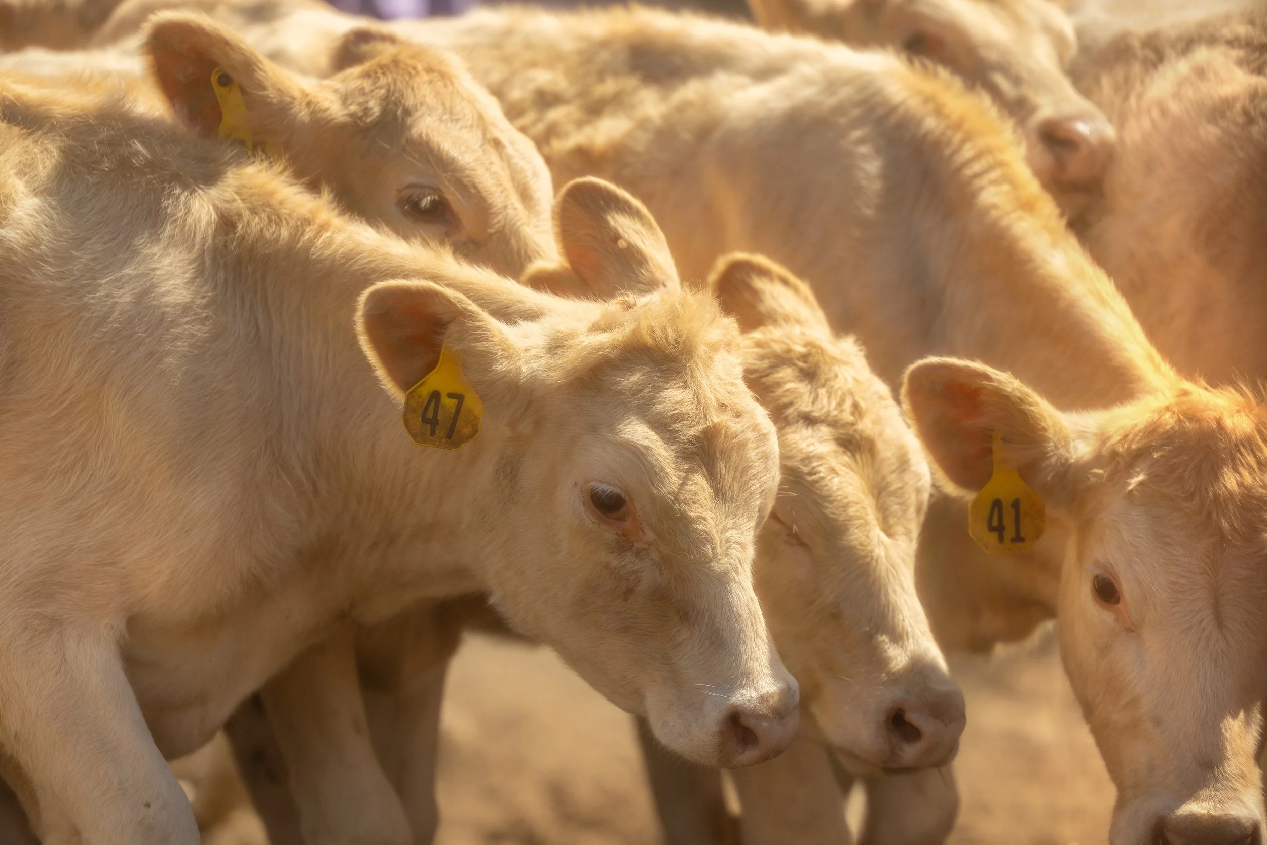 Close-up of young, light-colored cattle with yellow ear tags numbered 41 and 47, standing outdoors in a sunny environment.