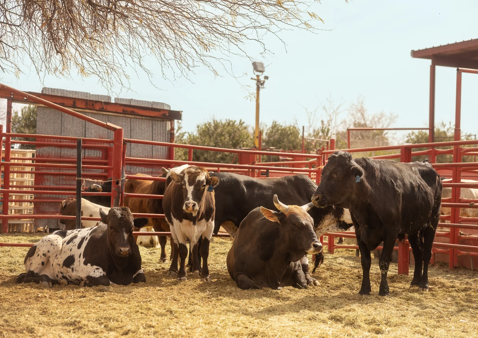 Group of cows resting inside a fenced barn with a clear sky and trees in the background.