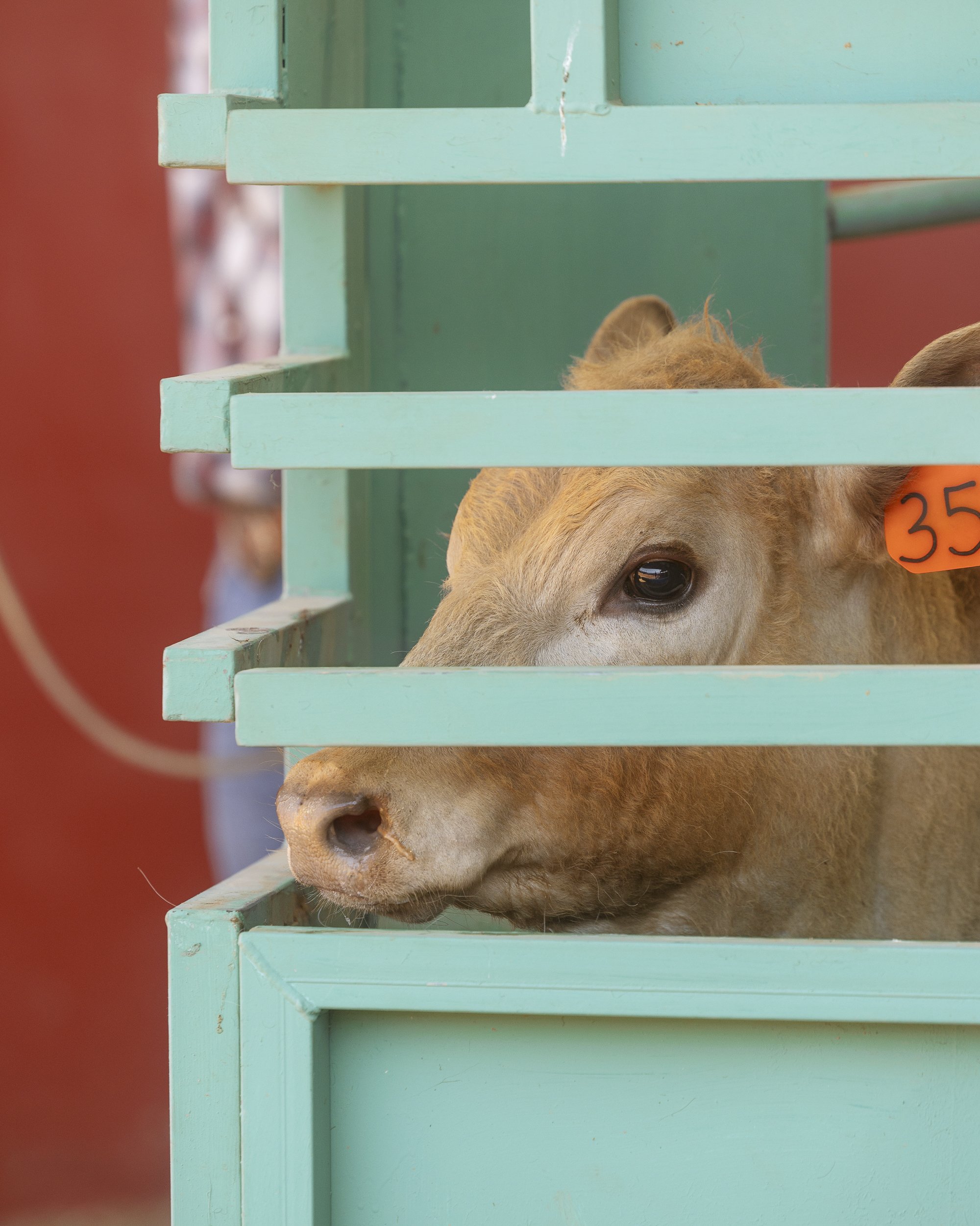 Close-up of a light brown calf peeking through the bars of a green wooden enclosure, with a red background.