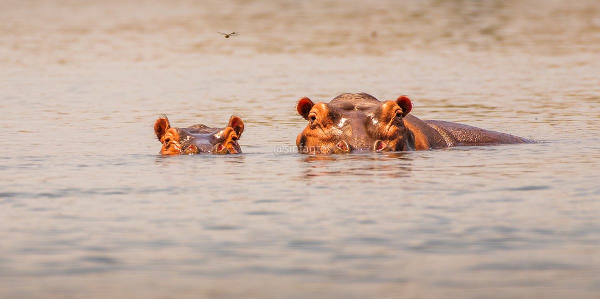 hippo1-1.jpg