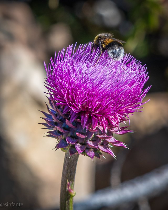 Artichoke.jpg