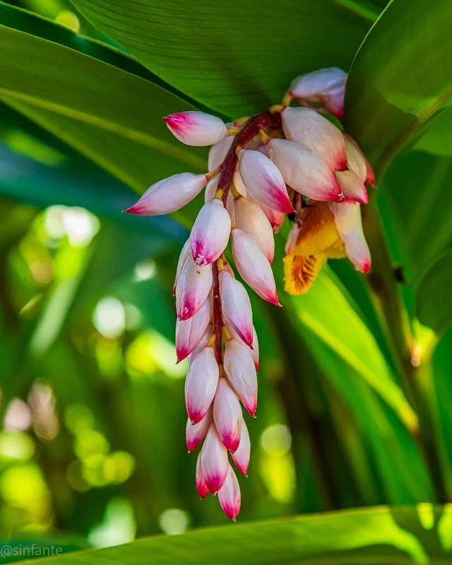 Alpinia