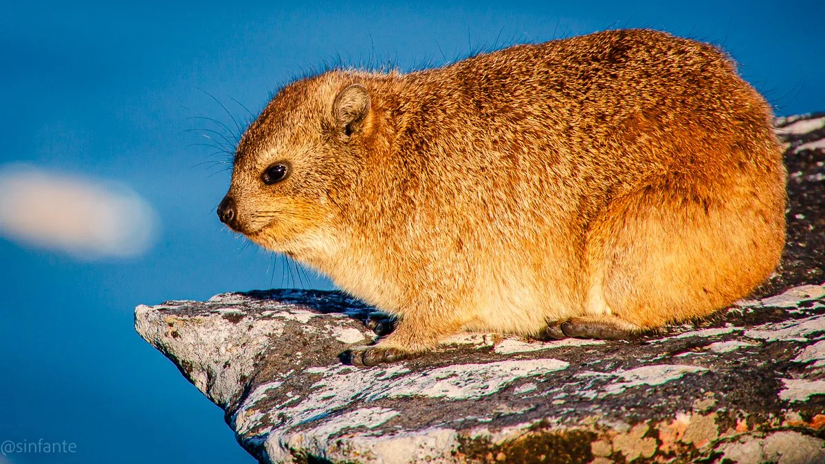Procavia.jpg