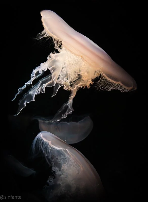 Jellyfish-1.jpg