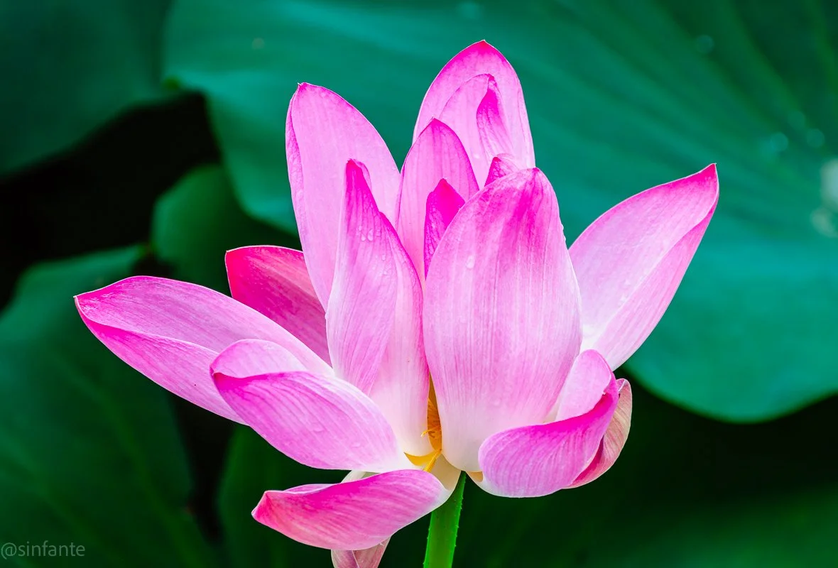 Sacred Lotus