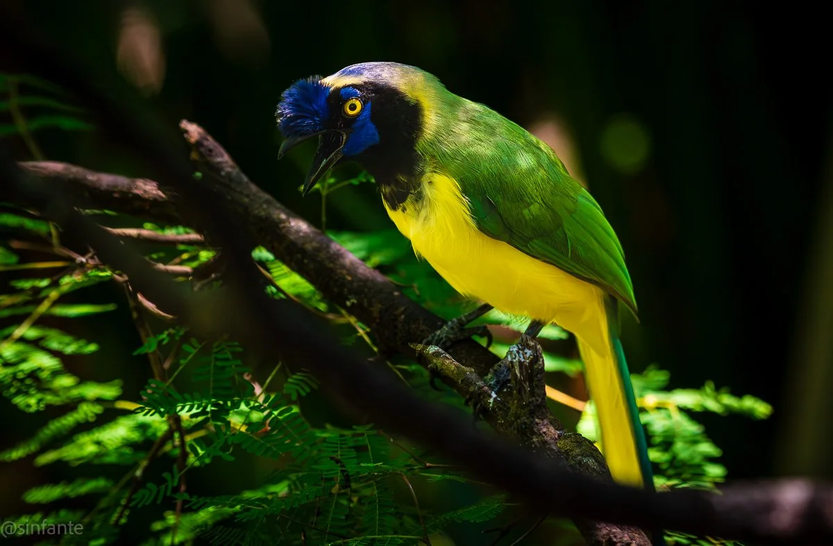 Green Jay-1.jpg