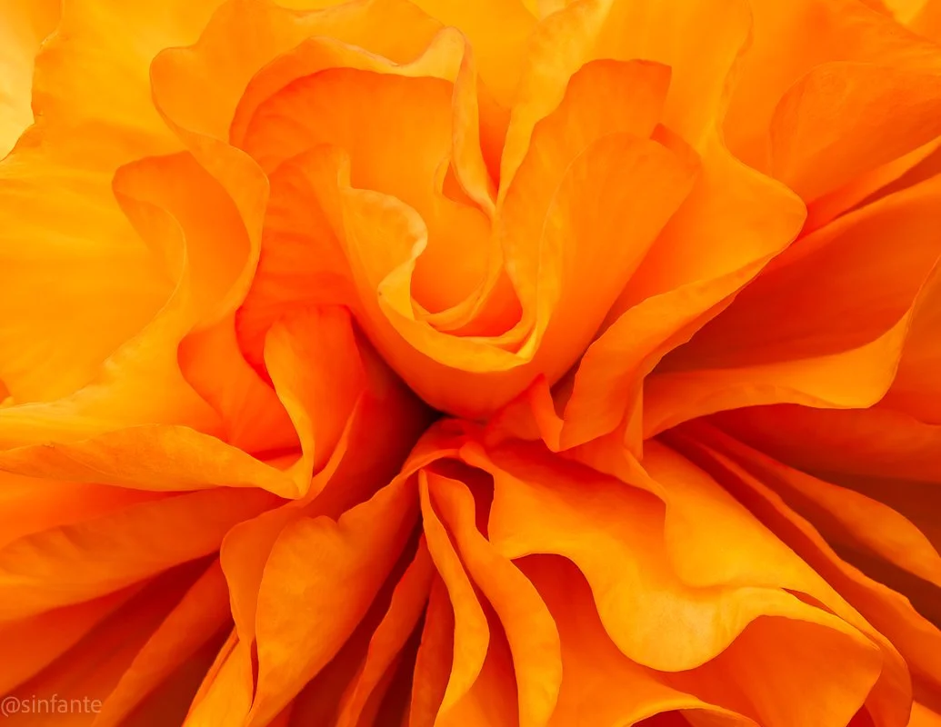 orange rose-1.jpg