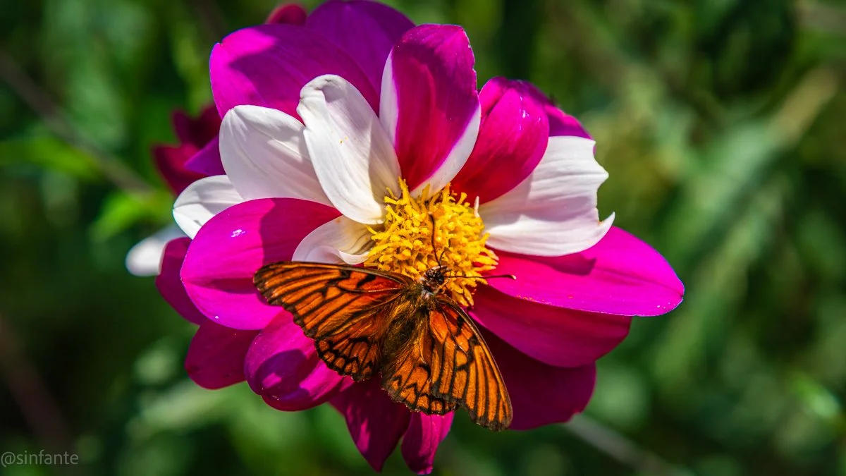 Dhalia