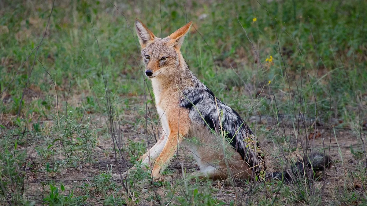 Jackal.jpg