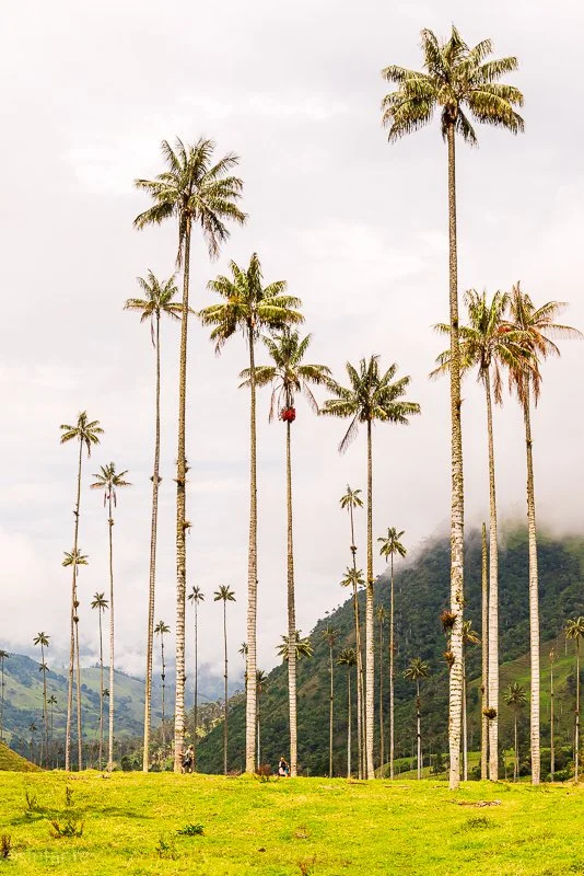 Cocora Valley, Colombia