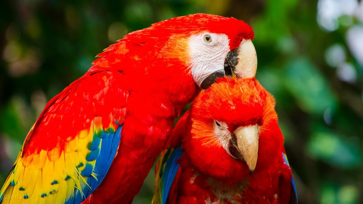Guacamayas-1.jpg