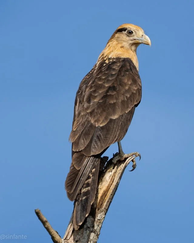 Caracara.jpg