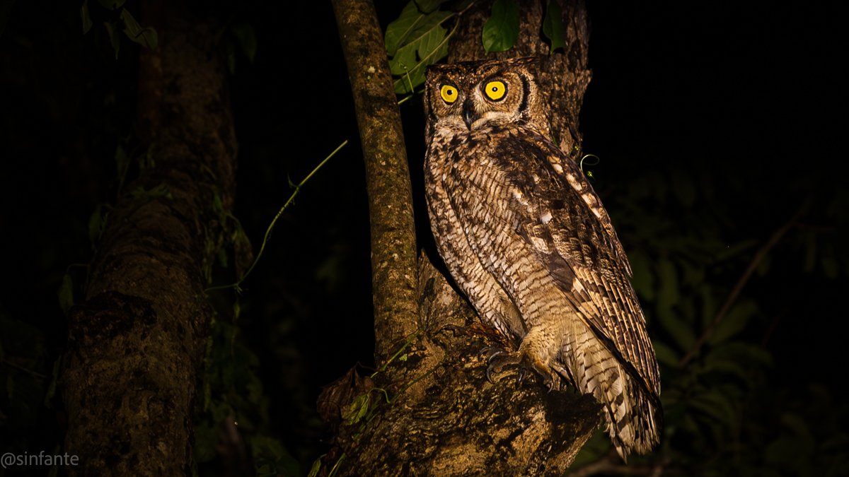 owl-1.jpg