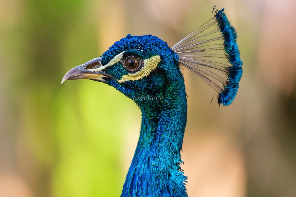 peacock1-1.jpg