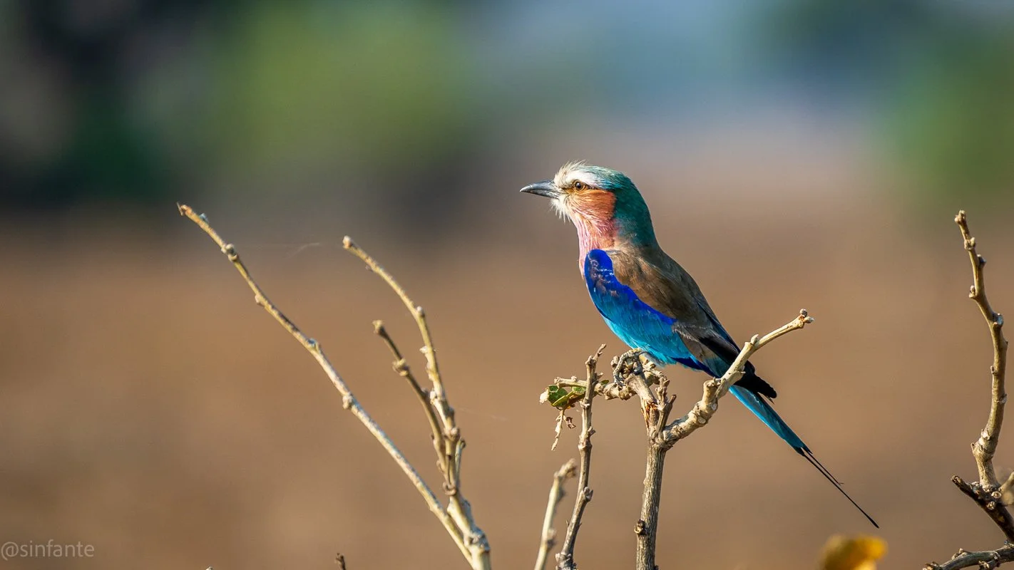 lilac breasted roller.jpg