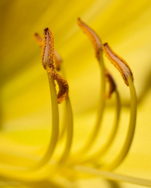 Pistils1.jpg