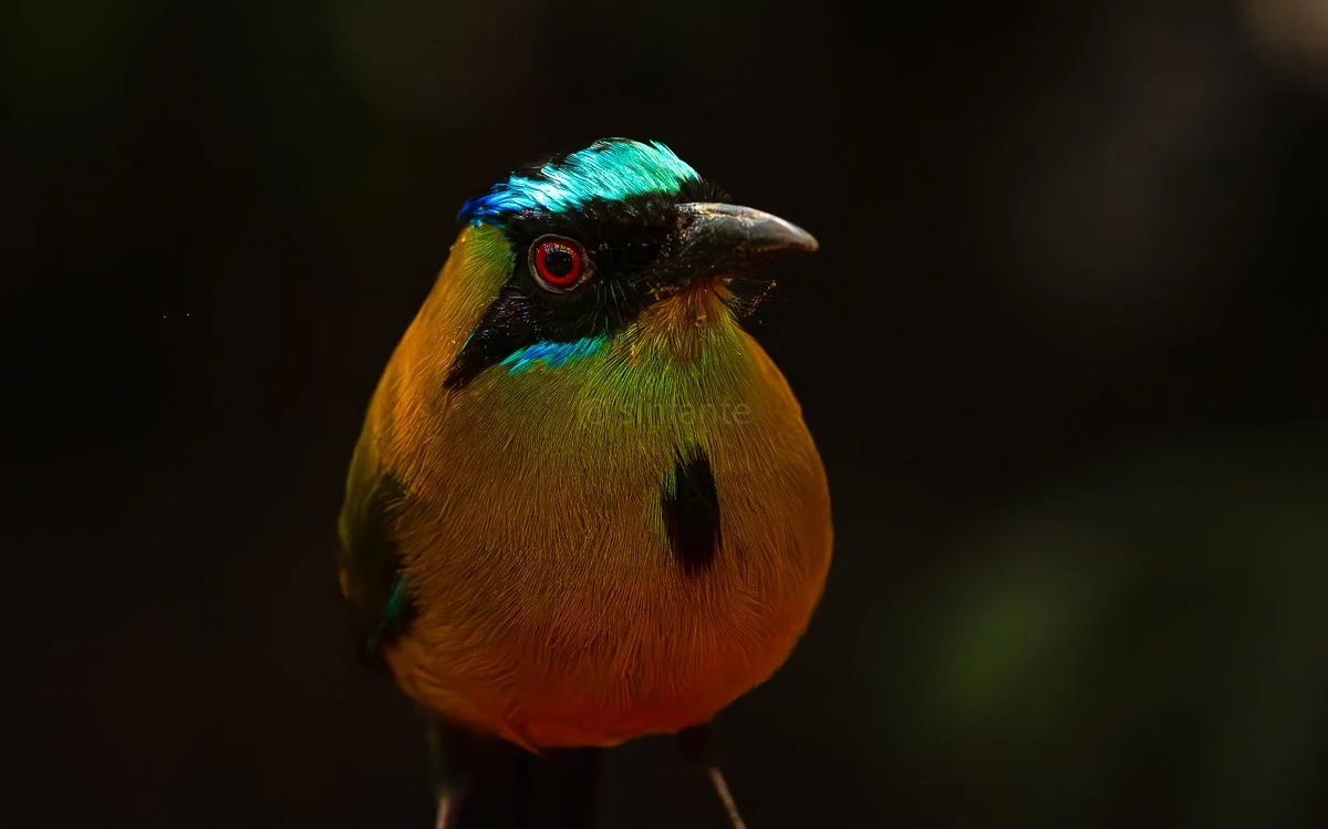 motmot-1.jpg