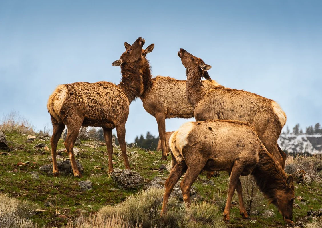 Antelopes YP.jpg