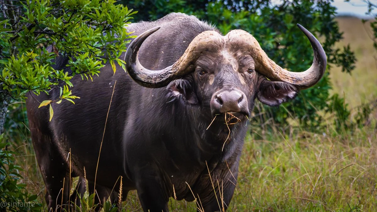 buffalo-1.jpg
