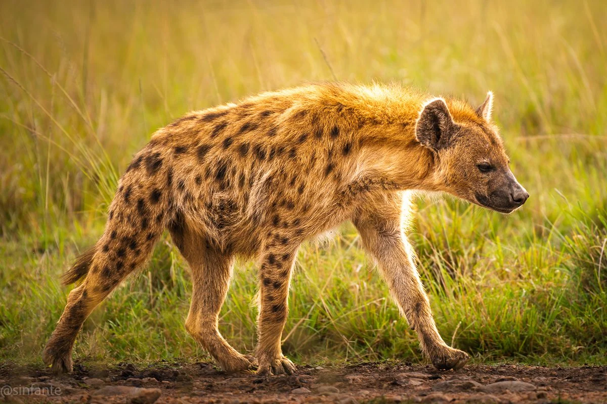 hyena3.jpg