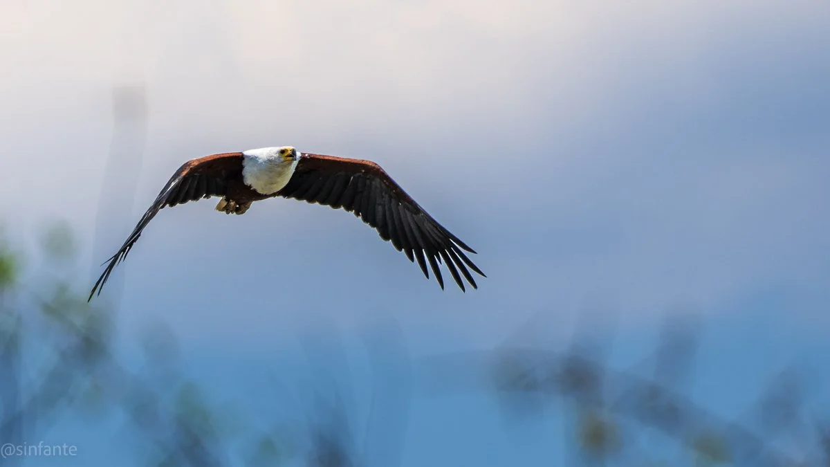 eagle-1.jpg