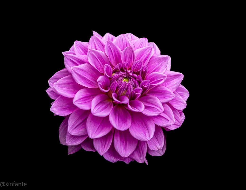 Dahlia Formal