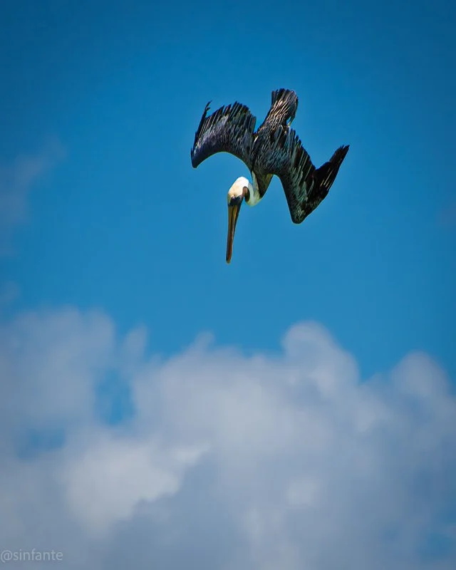 Pelican fishing.jpg