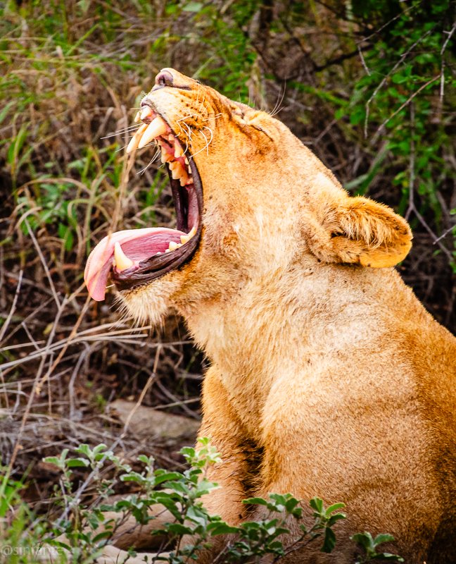Lioness.jpg
